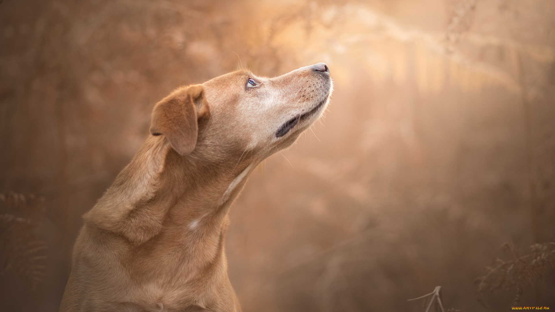 животные, собаки, собака, фон, боке, морда