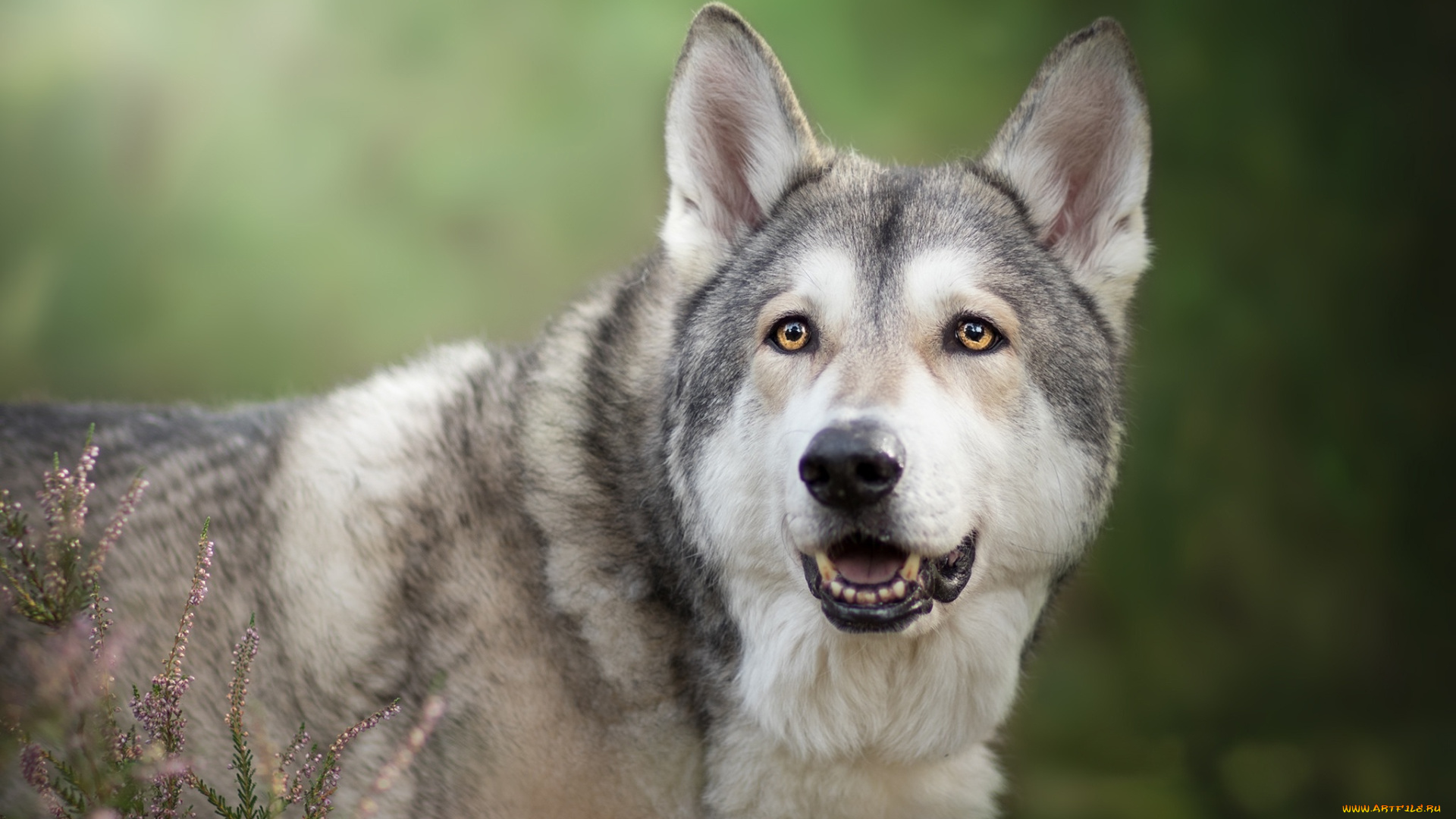 животные, собаки, волкособ, морда, вереск, фон, взгляд, Чехословацкая, волчья, собака