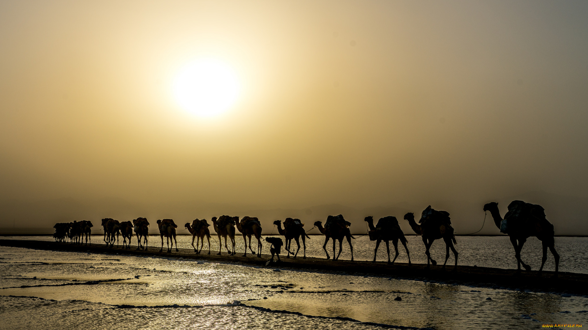 животные, верблюды, караван
