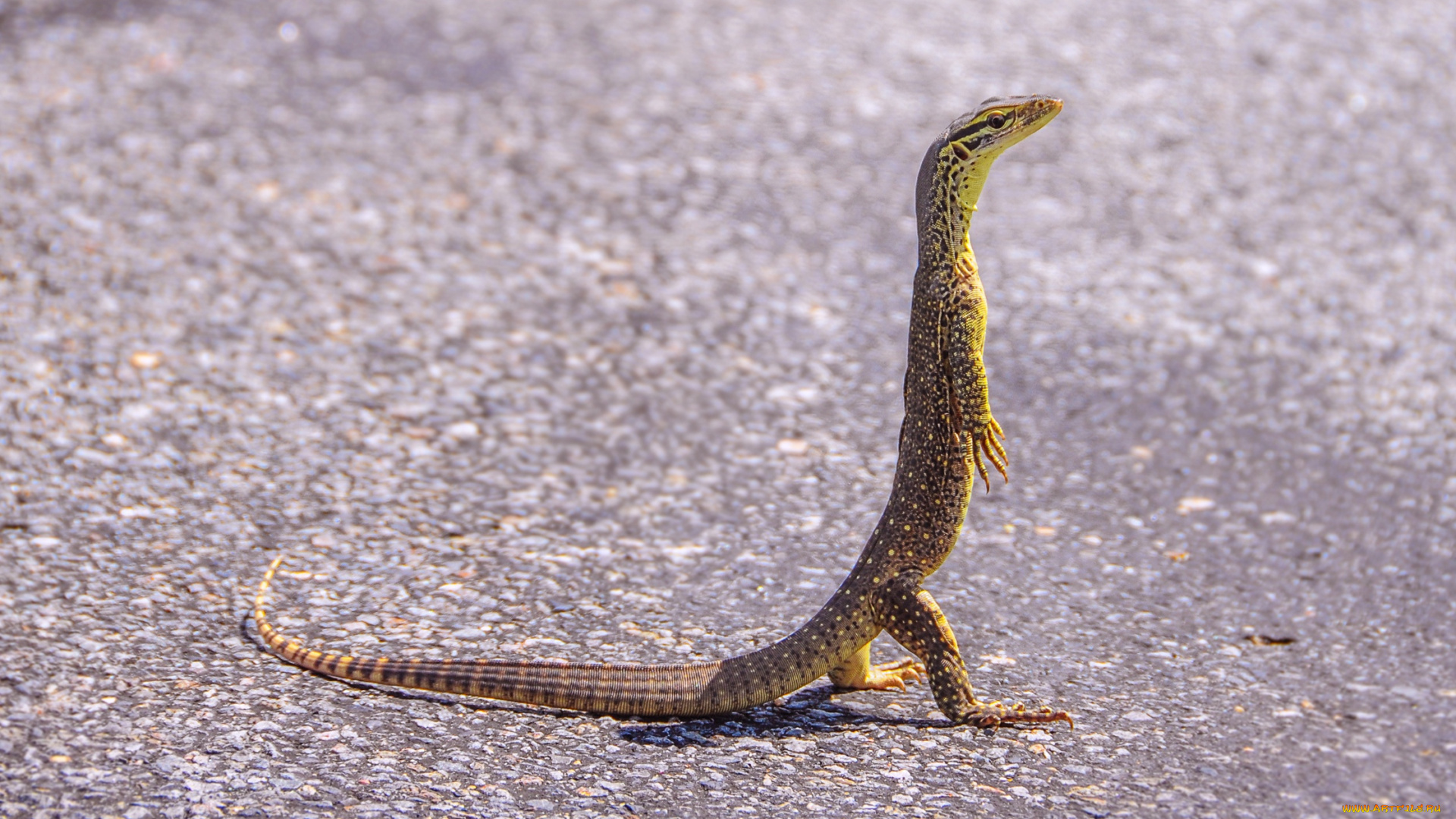 животные, Ящерицы, , игуаны, , вараны, крылышки, бабочка, макро, фон, травинка