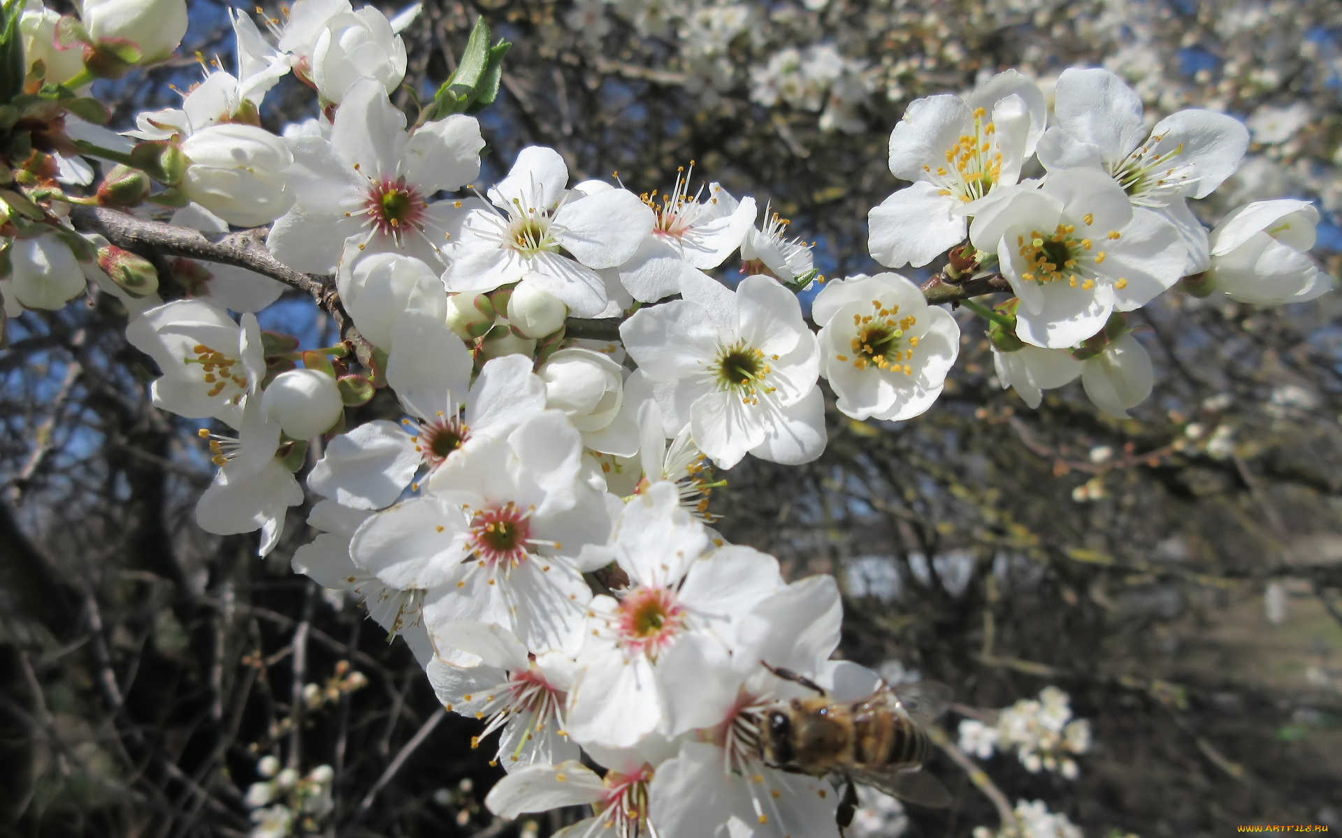 цветы, цветущие, деревья, , , кустарники, весна, 2018