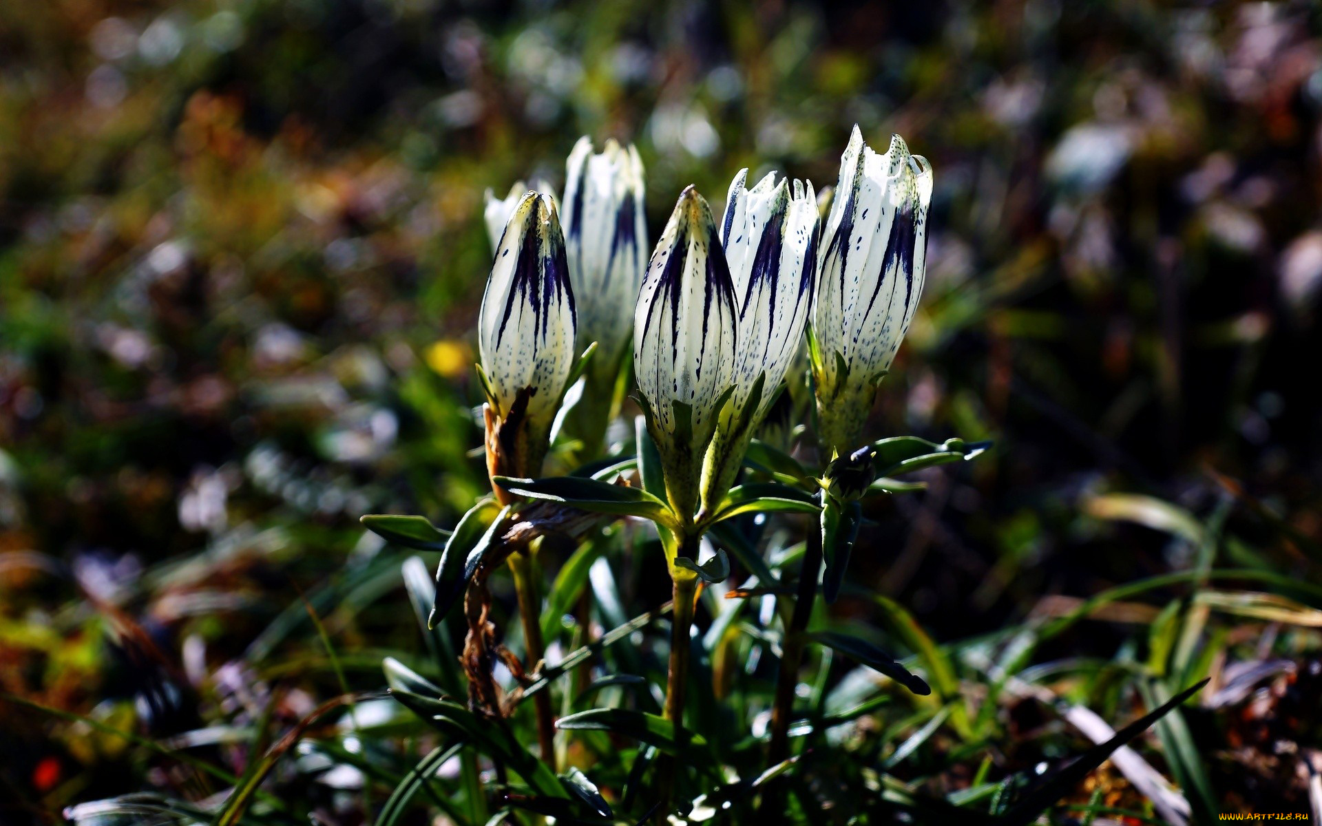 цветы, крокусы, первоцвет