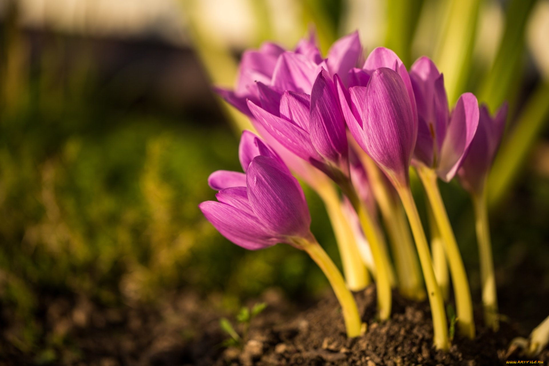 цветы, крокусы, первоцвет