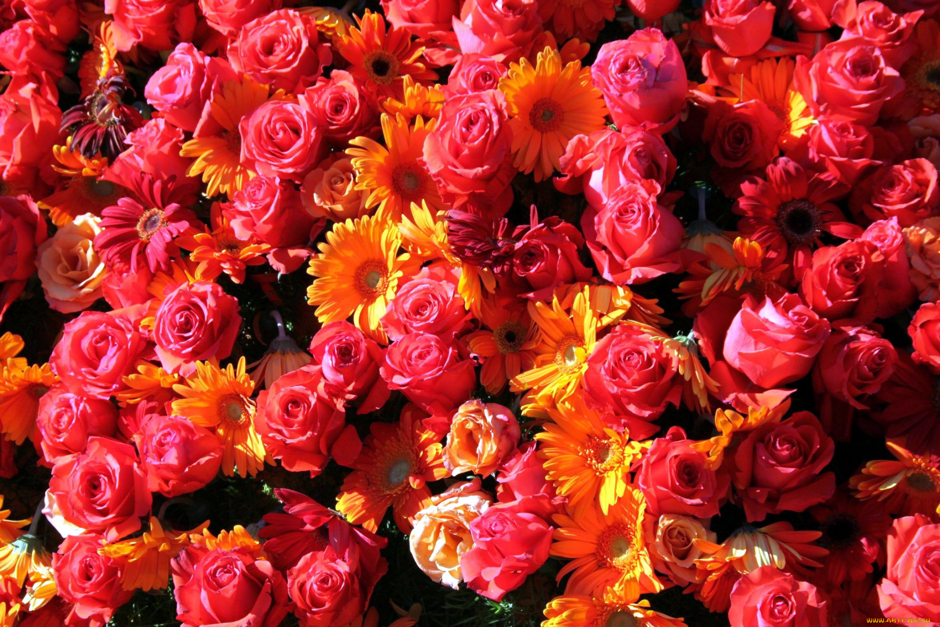 цветы, разные, вместе, герберы, розы