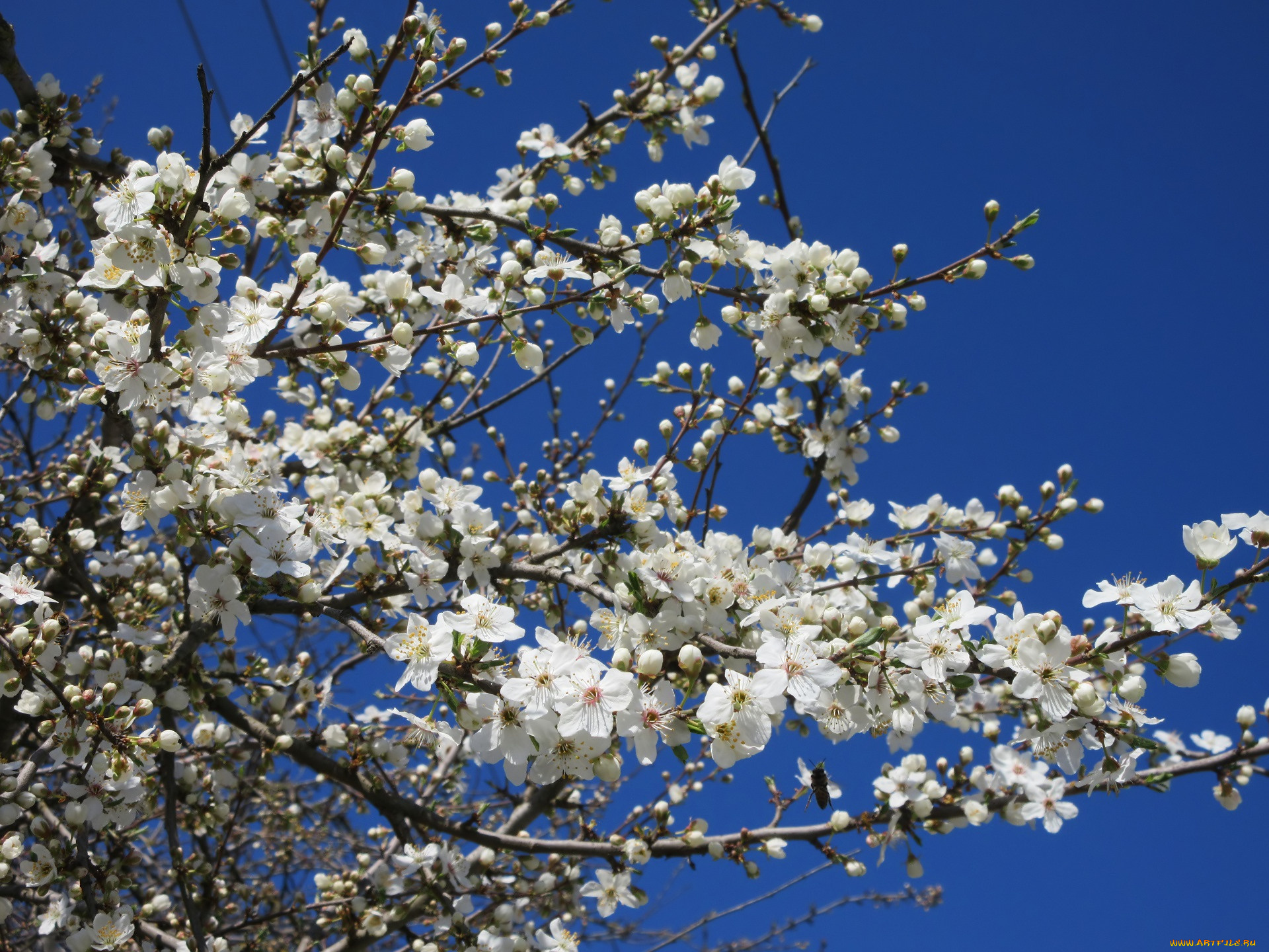 цветы, цветущие, деревья, , , кустарники, весна, 2018