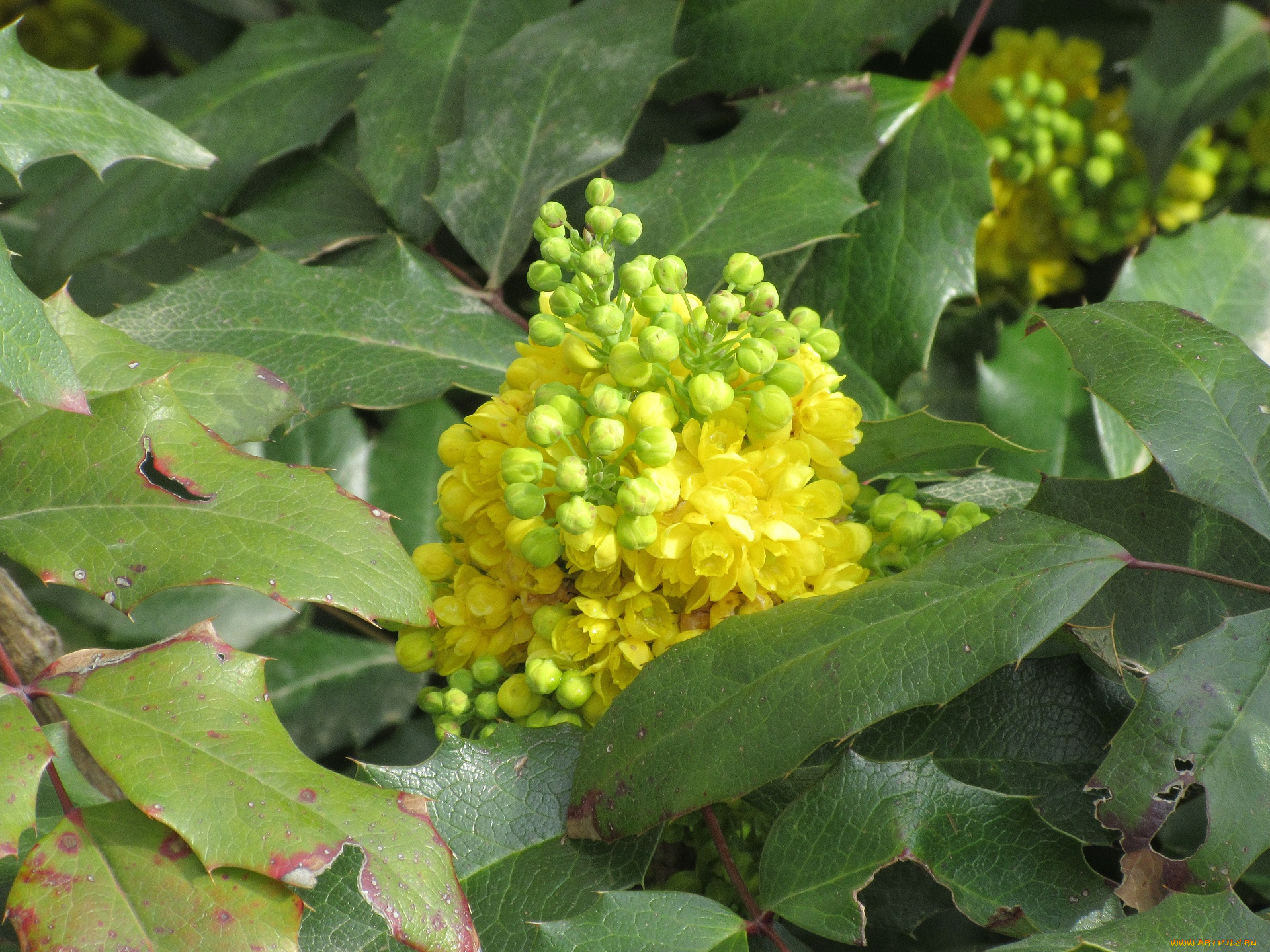 цветы, цветущие, деревья, , , кустарники, весна, 2018