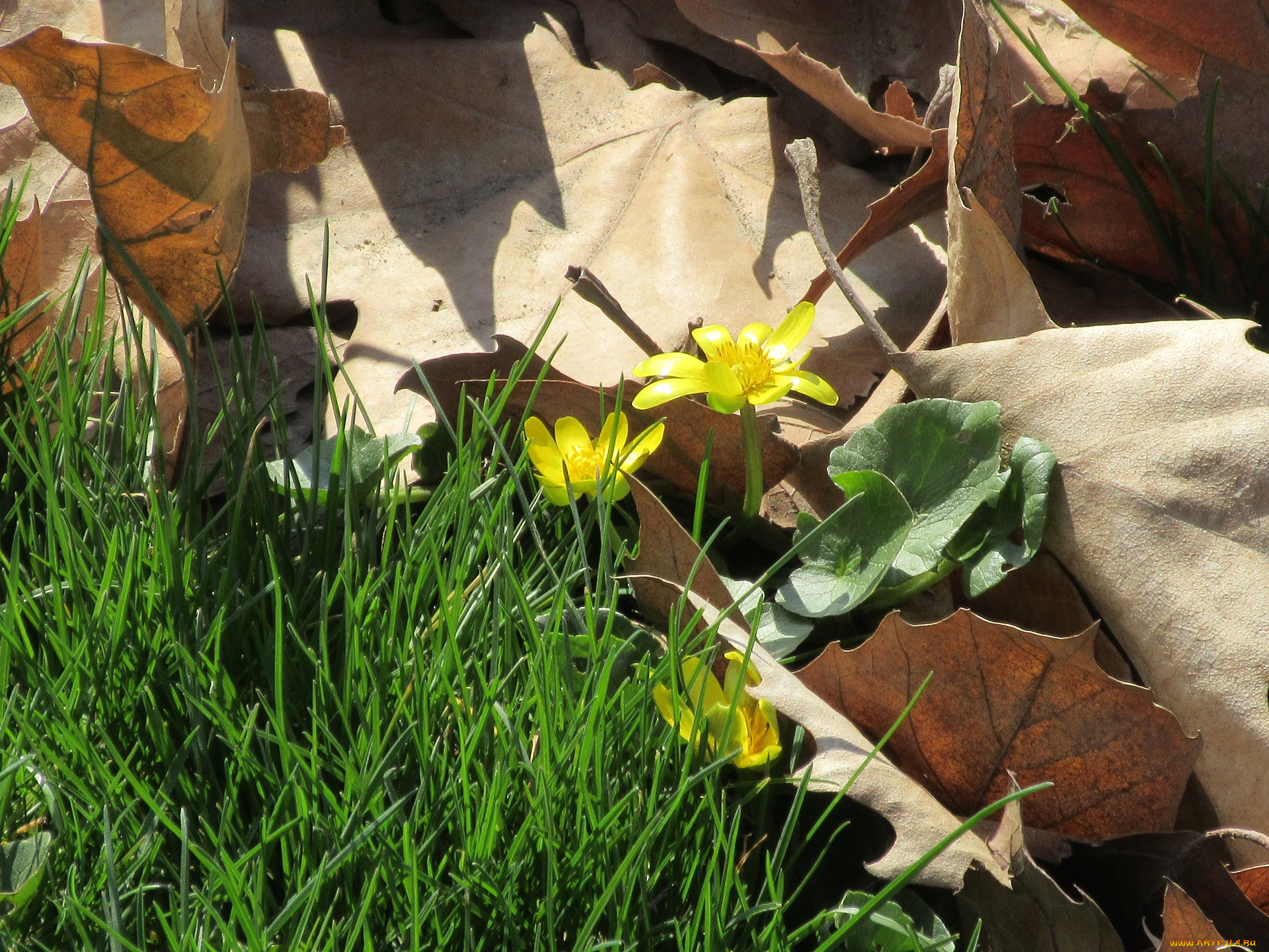 цветы, листья, трава