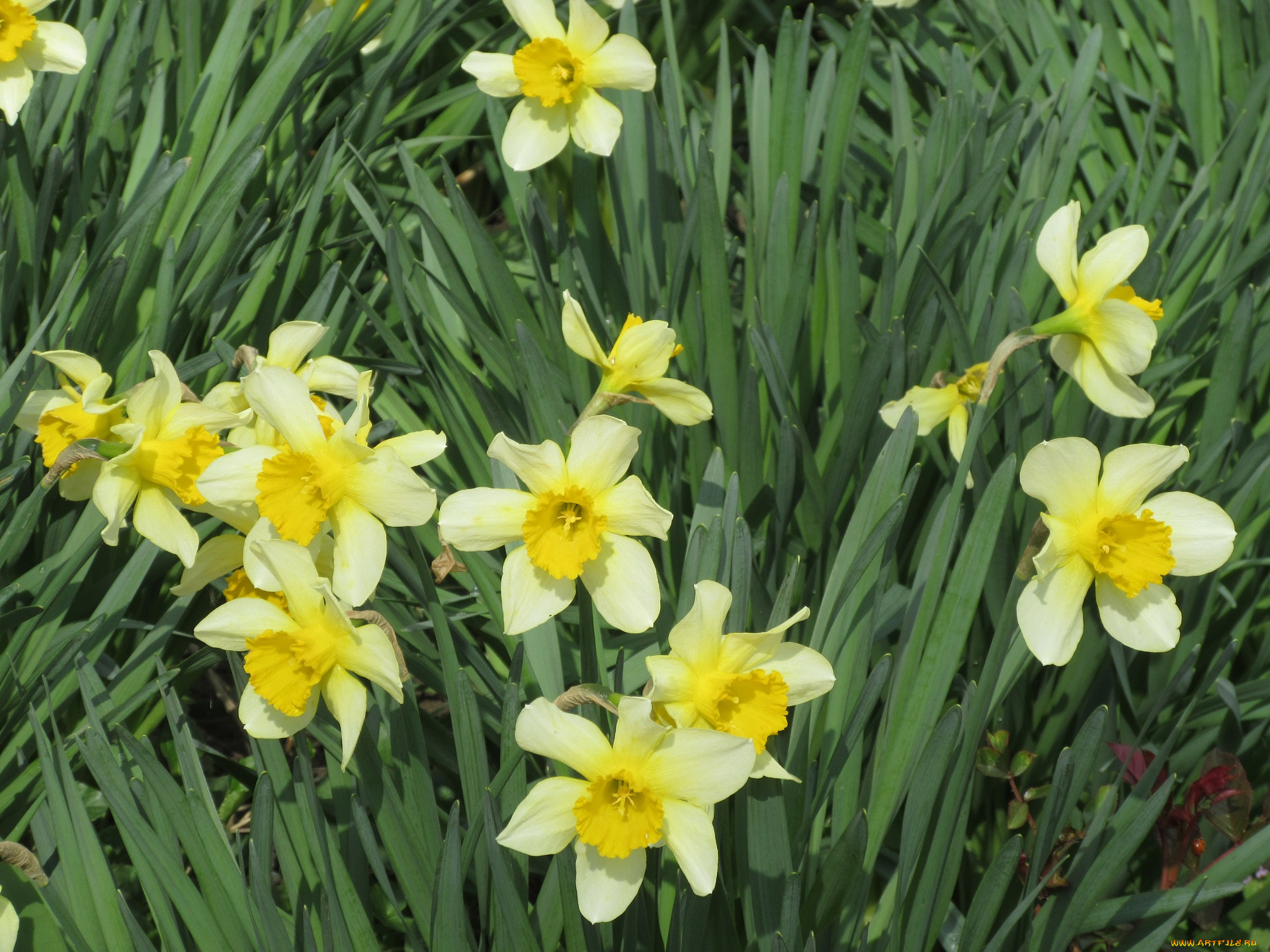 цветы, нарциссы, весна, 2018