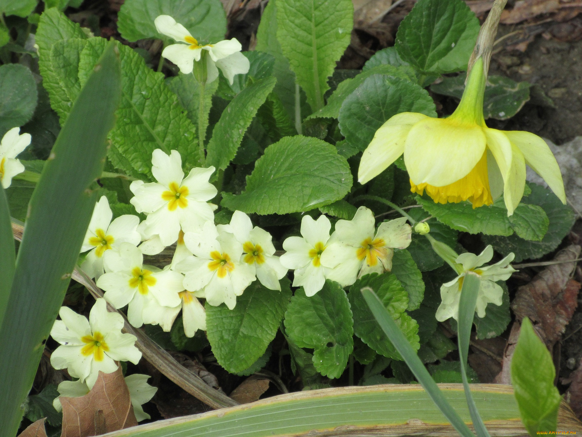 цветы, разные, вместе, весна, 2018