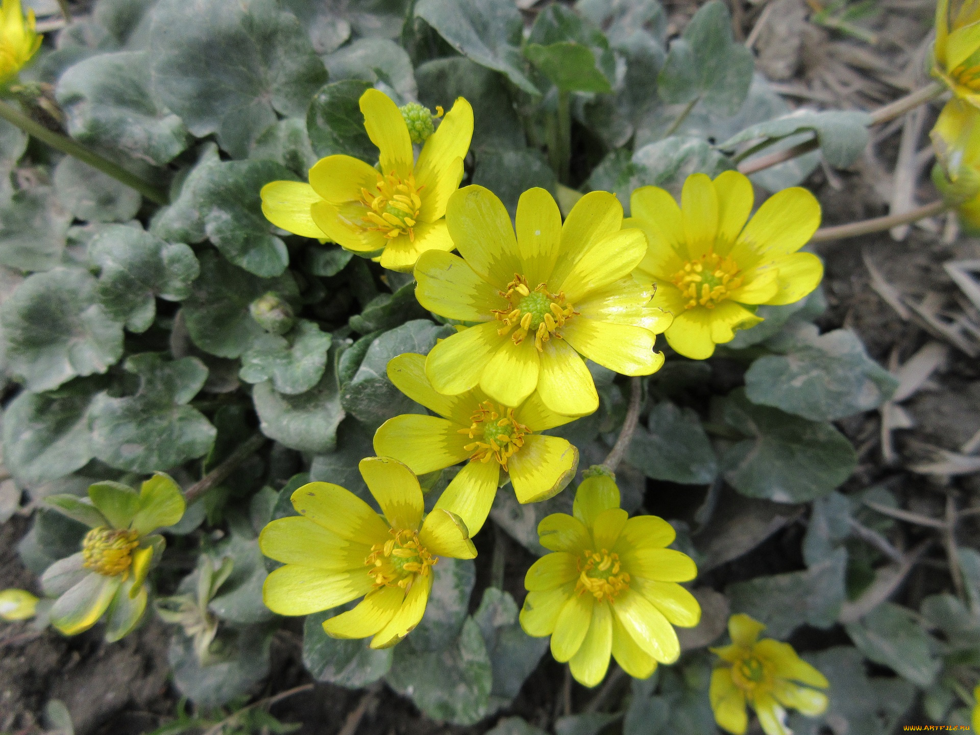 цветы, жёлтые