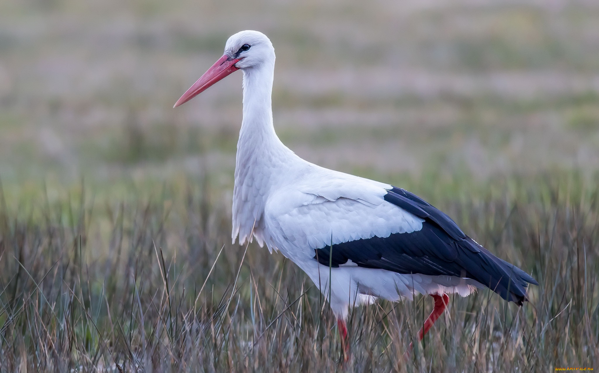 животные, аисты, аист, птица, природа