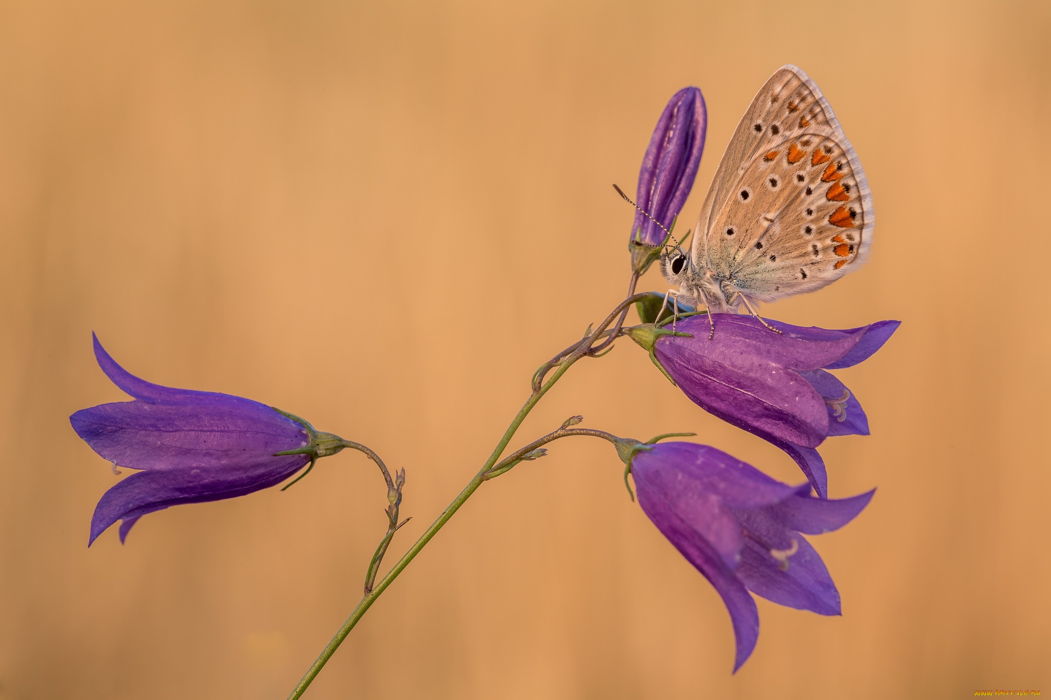 животные, бабочки, , мотыльки, , моли, макро, бабочка, колокольчики