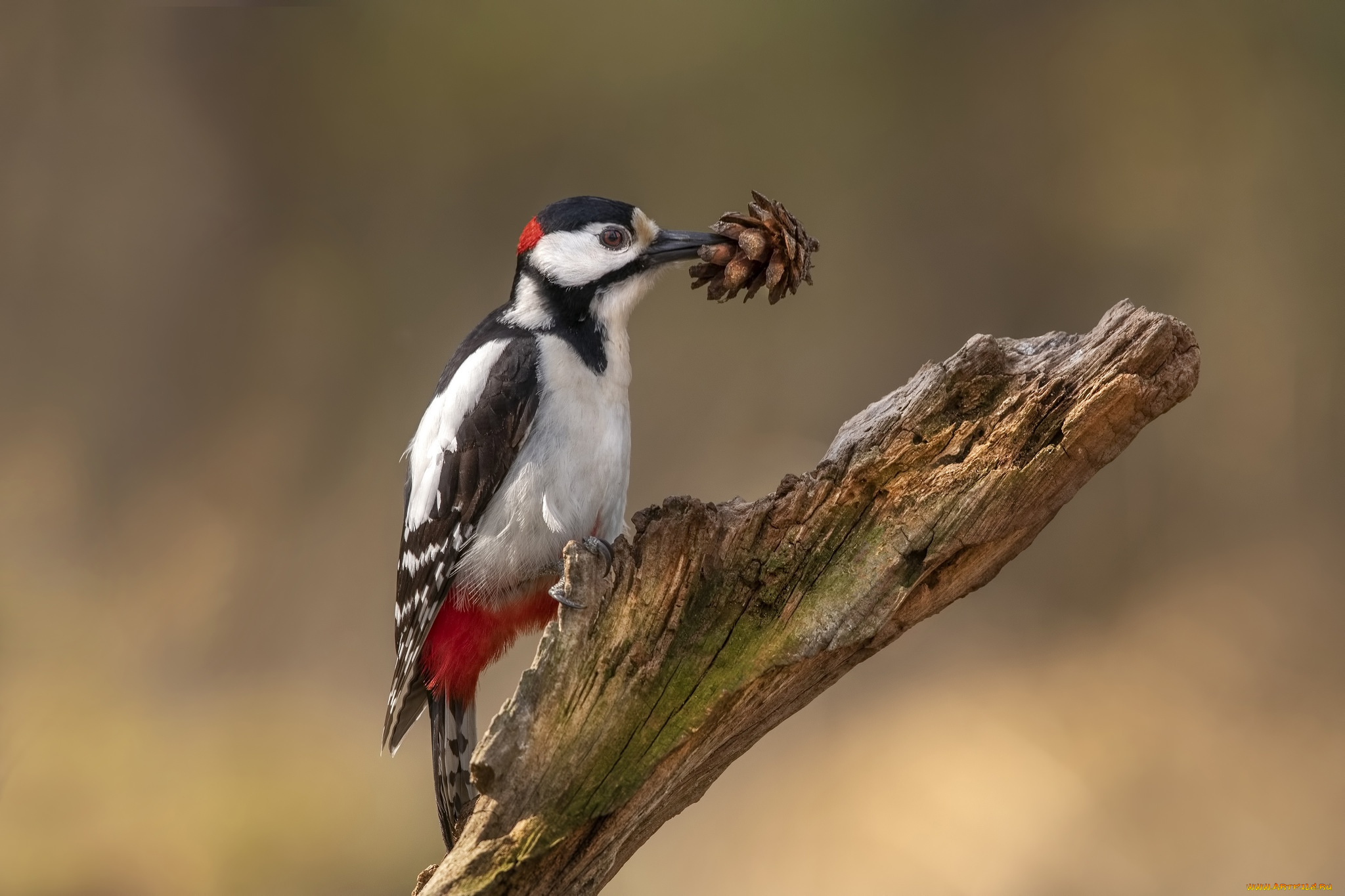 животные, дятлы, дятел, шишка, птицы