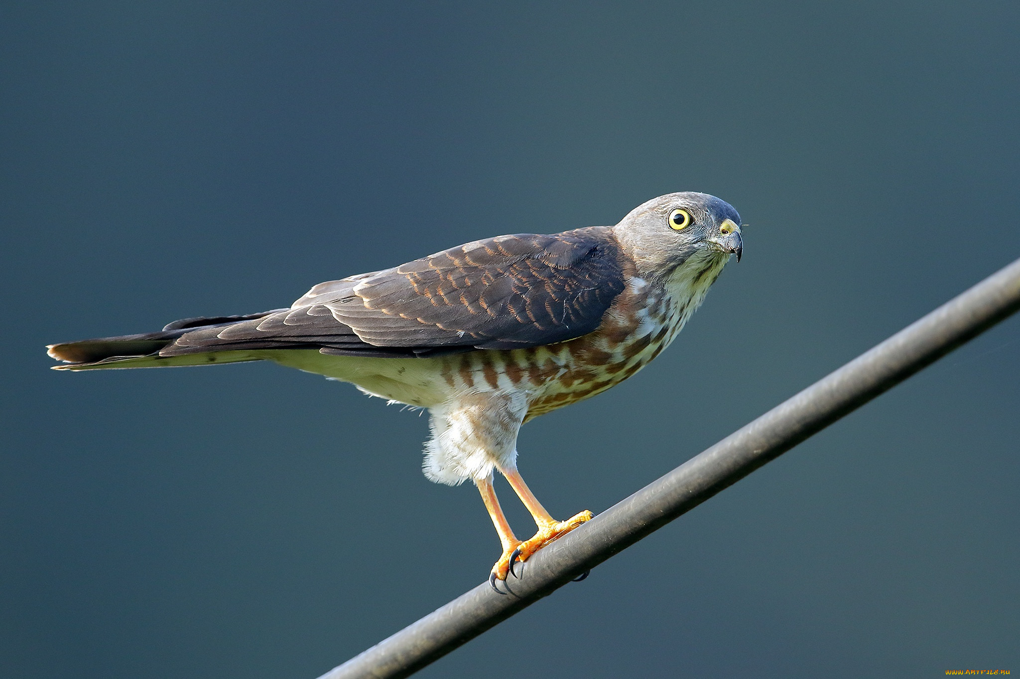 животные, птицы, -, хищники, птицы, хищник, короткопалый, ястреб