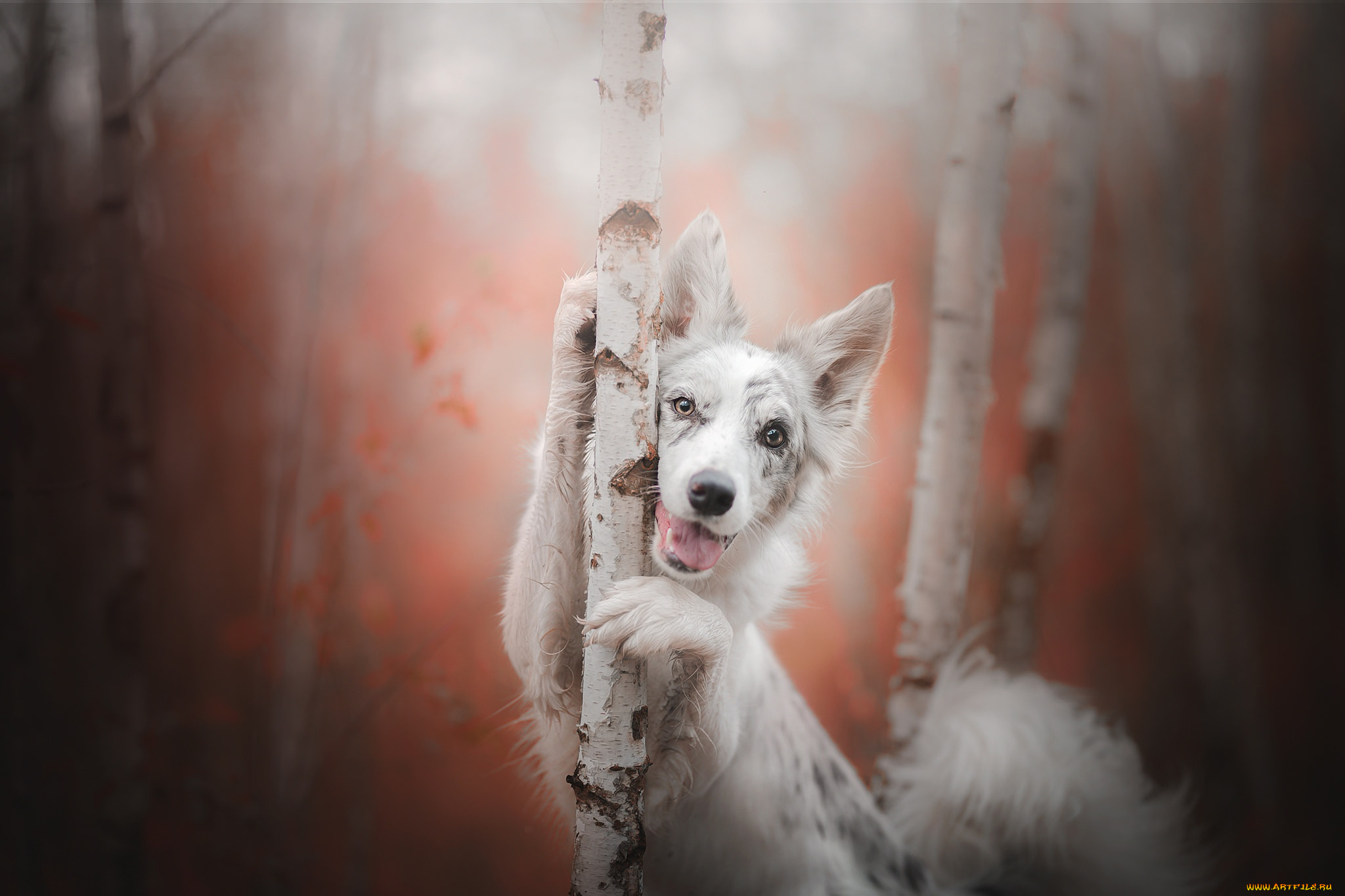 животные, собаки, радость, австралийская, овчарка, аусси, боке, деревья, осень, взгляд, собака, берёзы