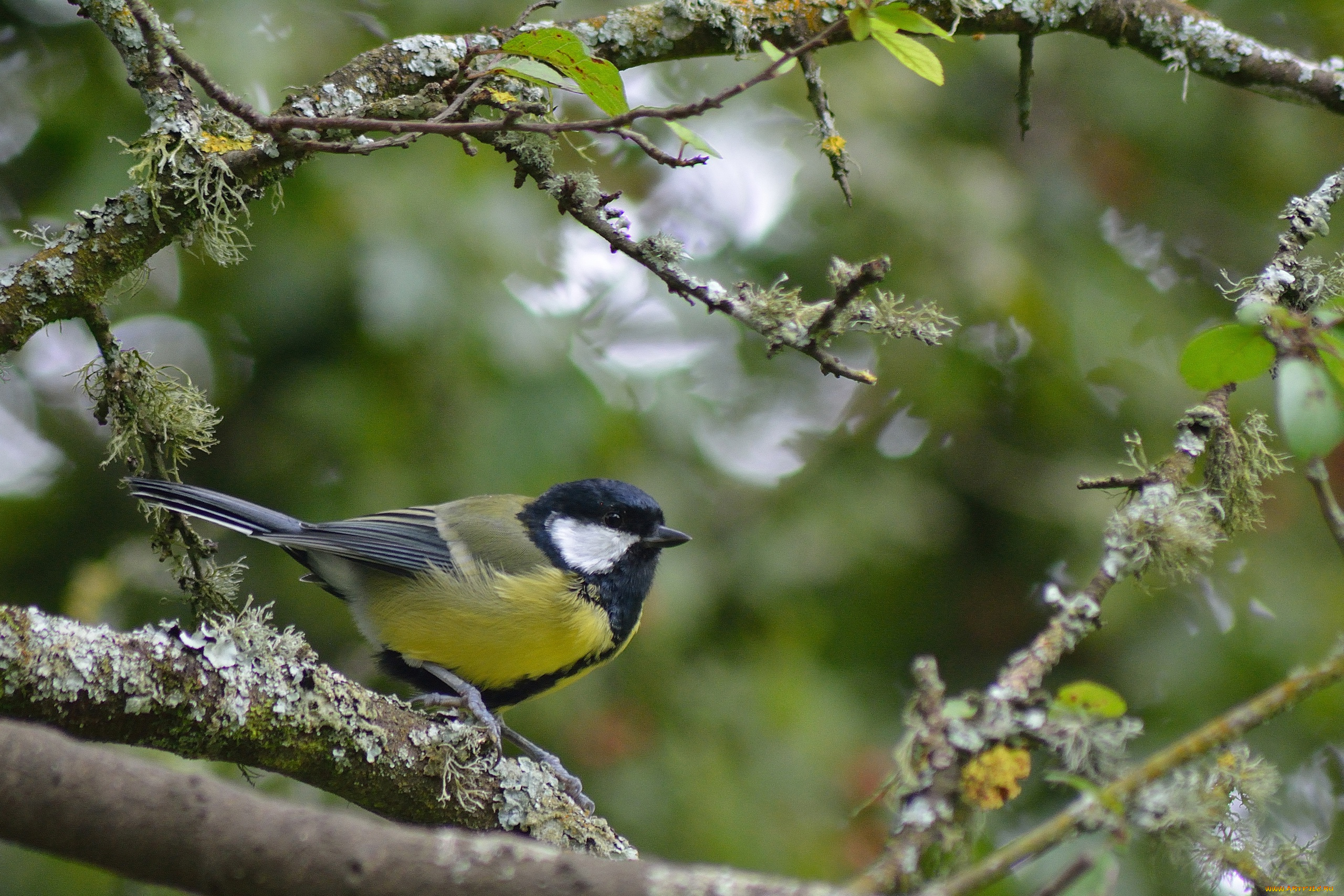 животные, синицы, , лазоревки, плантация, много, розовый, тюльпан, тюльпаны