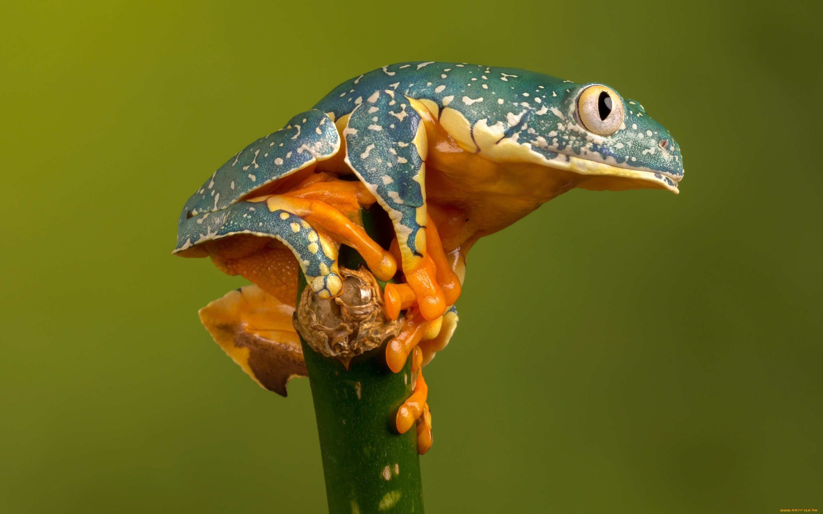 животные, лягушки, фауна, природа, акробатика, лягушка, макро, красотка, глазастая, пятнистая, стебель, зеленый, фон, модель, зеленая, древолаз