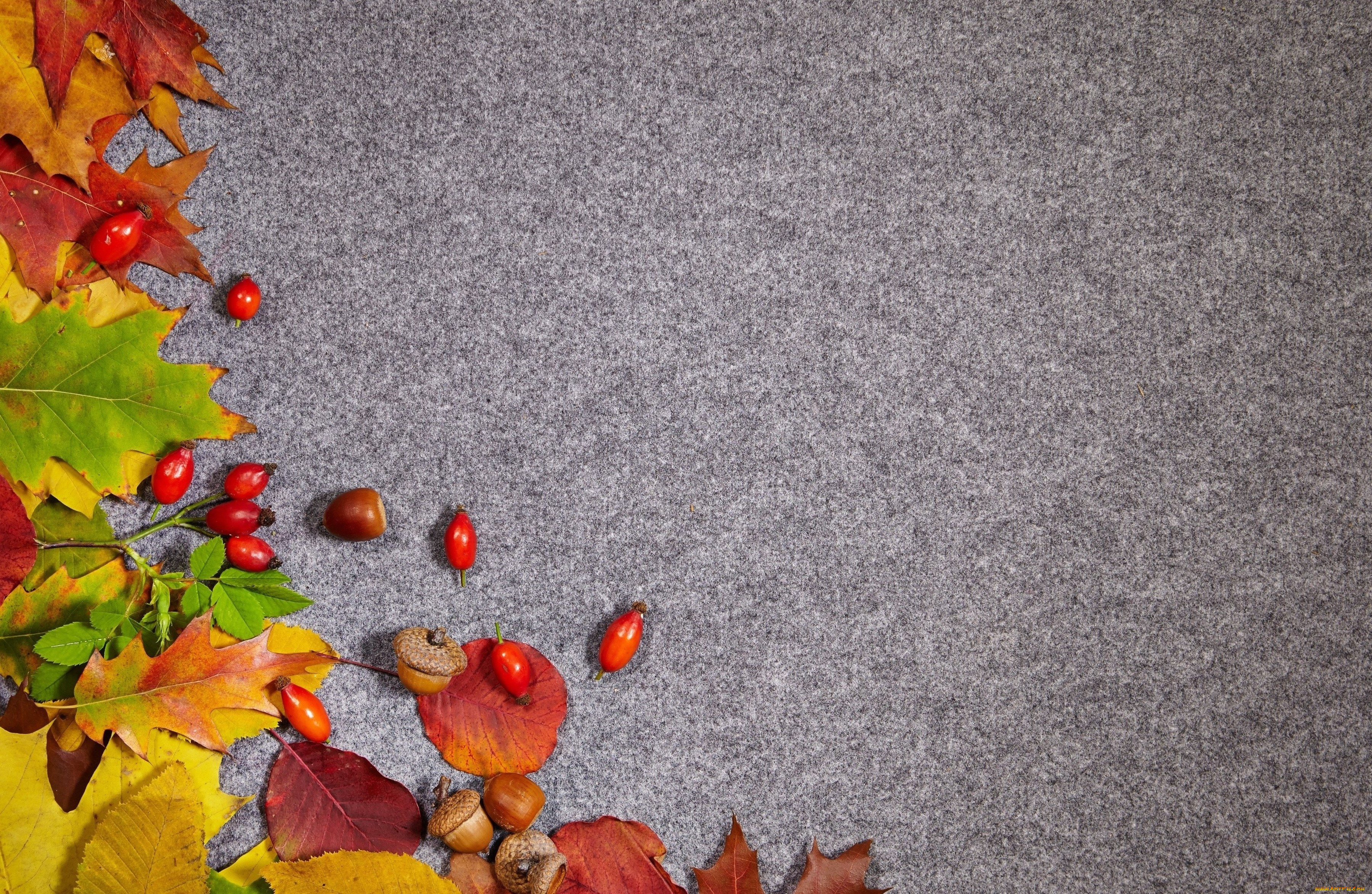 природа, листья, шиповник, осень, желуди, фон