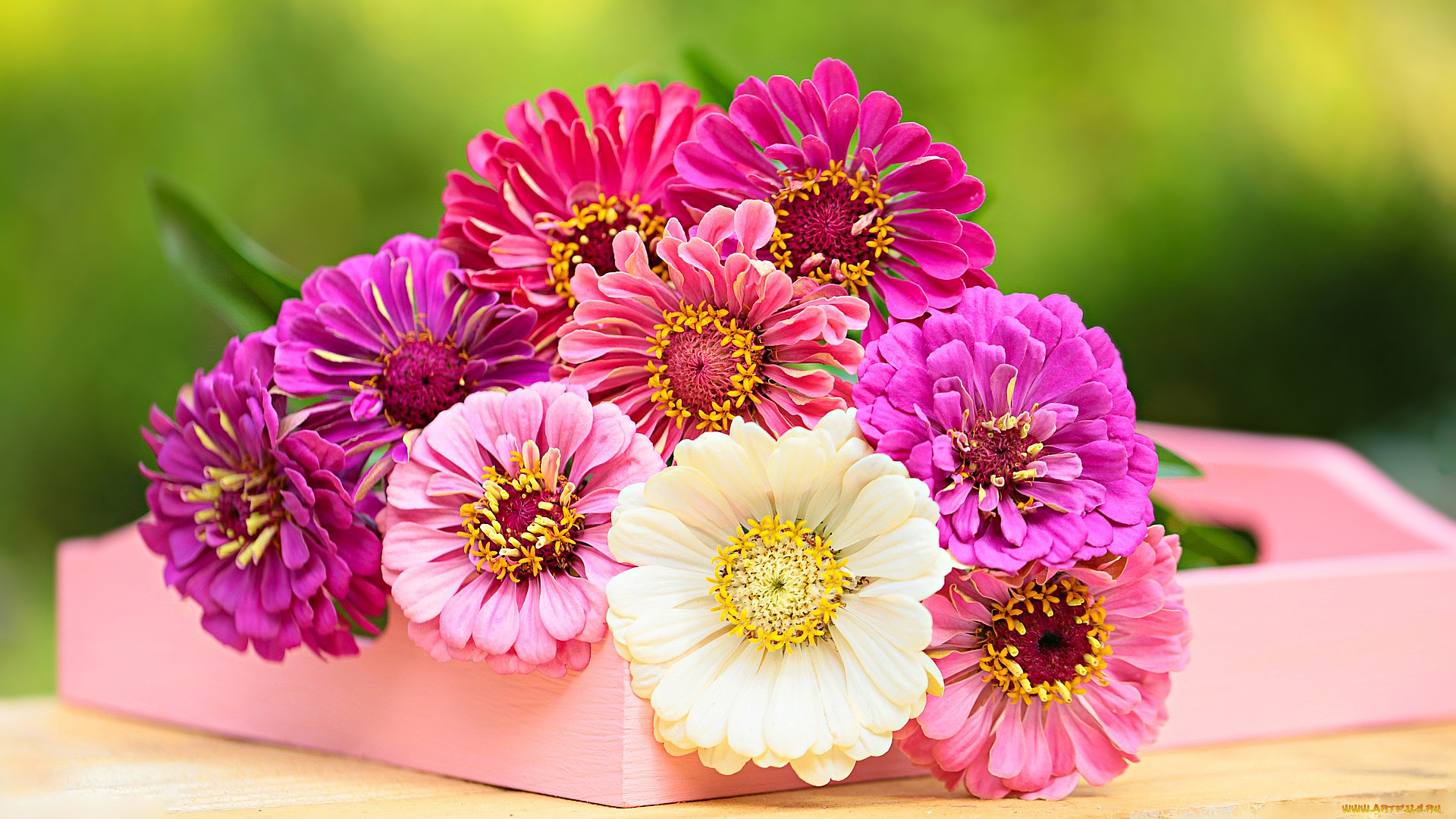 цветы, цинния, разноцветные, циннии