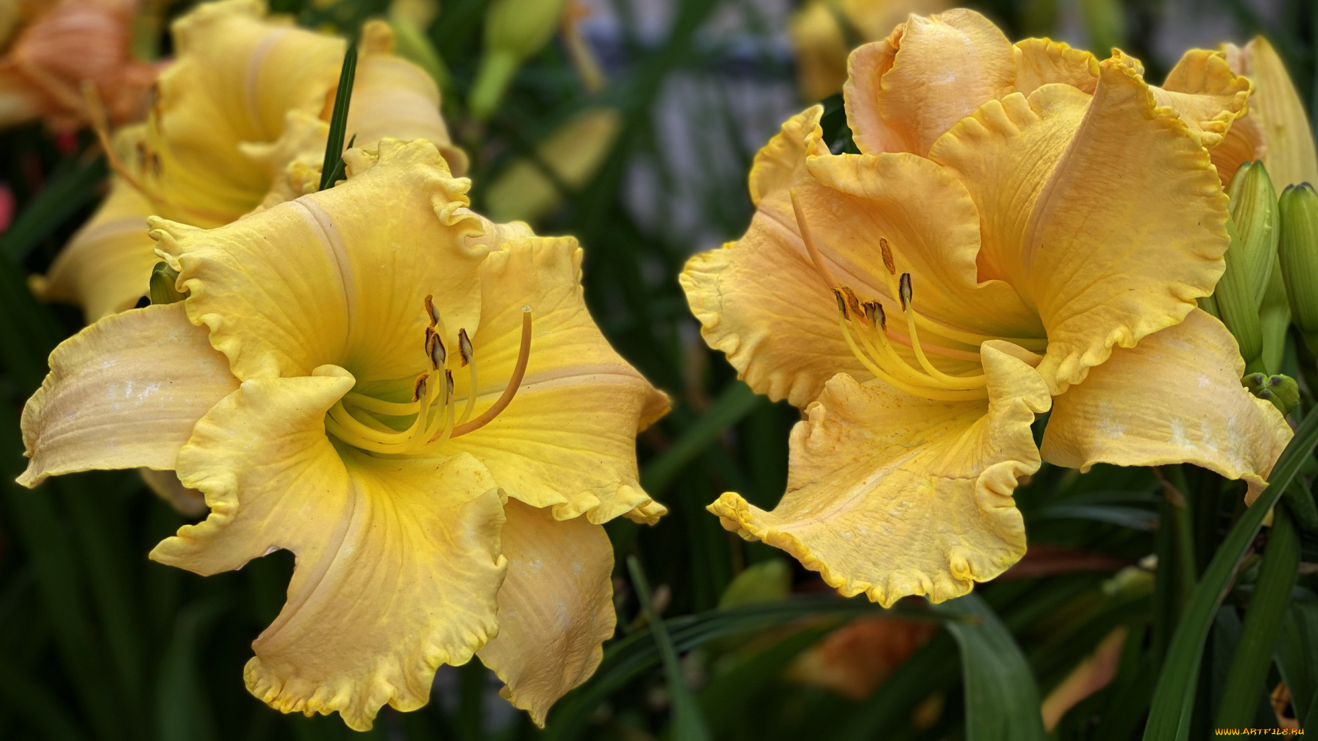 цветы, лилии, , лилейники, желтые, лилейники, макро