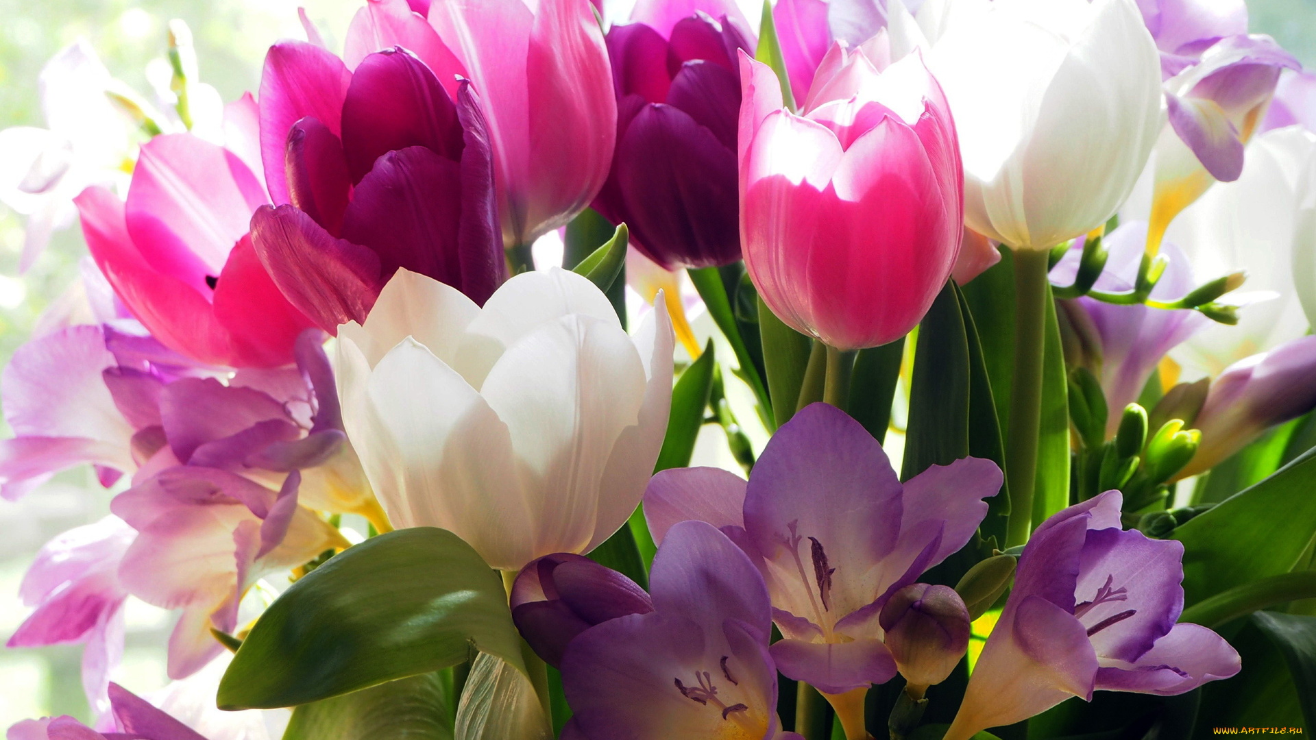 цветы, разные, вместе, тюльпаны, фрезии