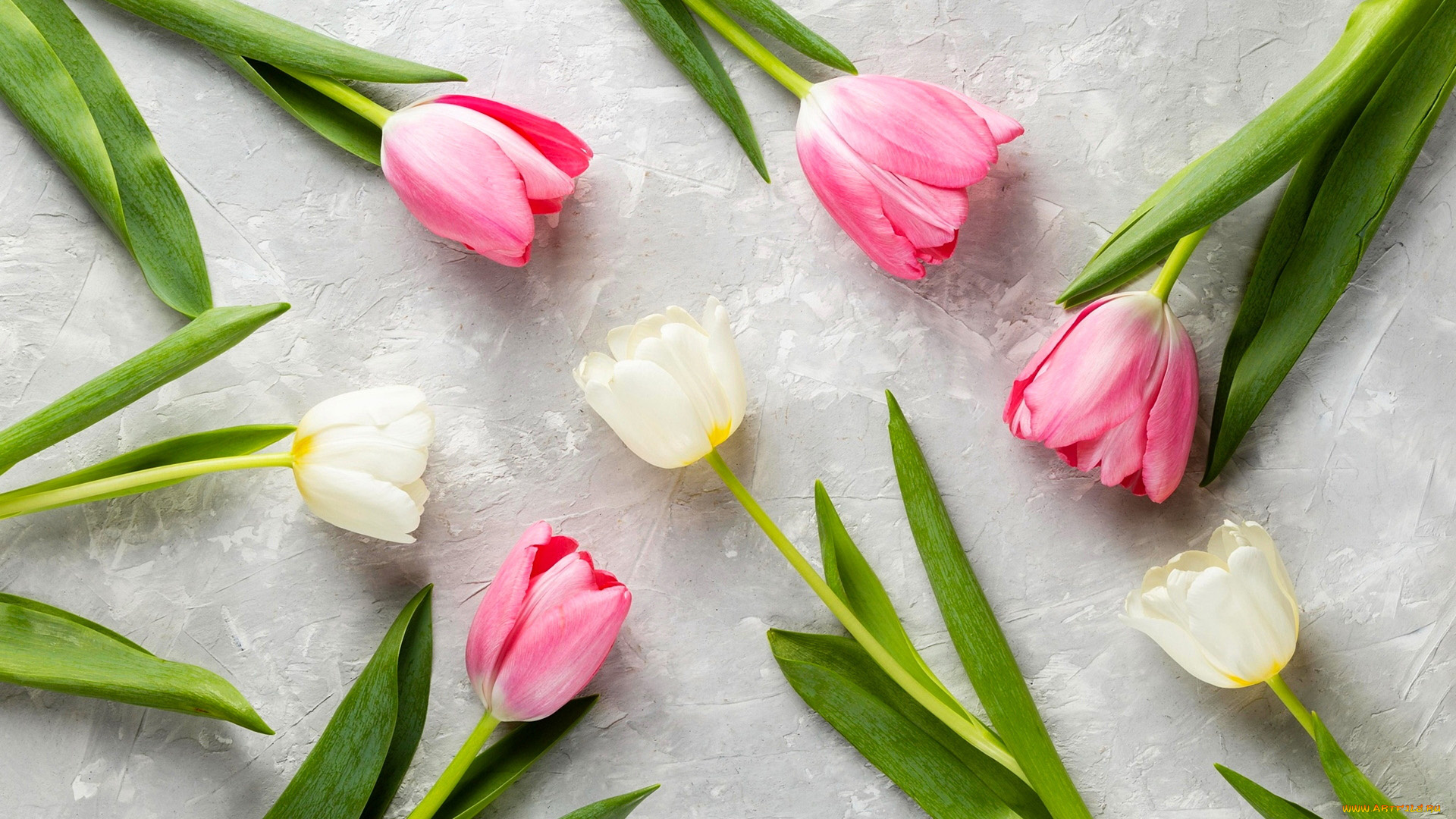 цветы, тюльпаны, разноцветные, бутоны