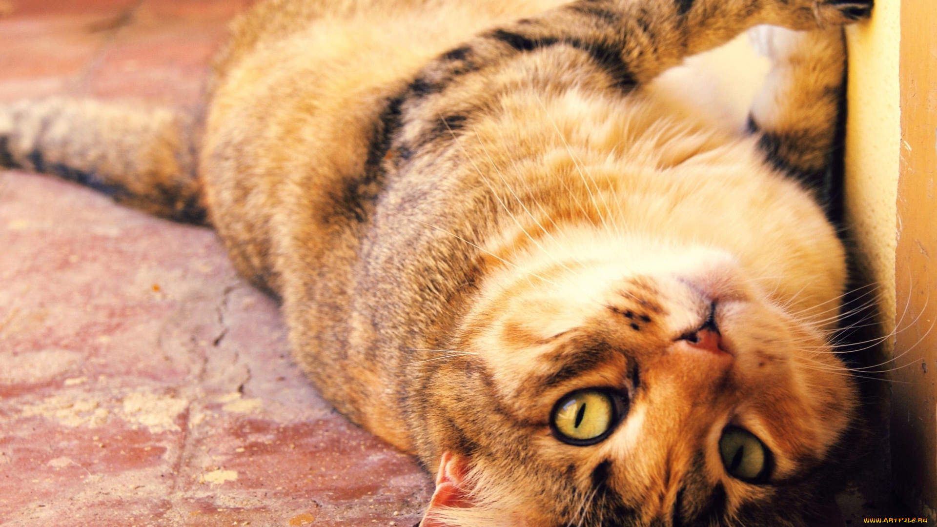 животные, коты, кот, взгляд