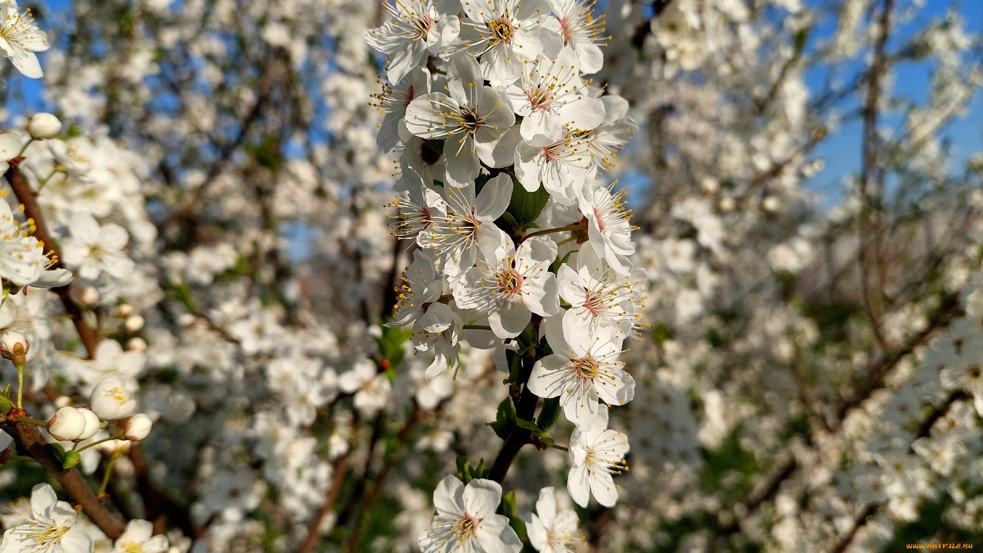 11, 04, 2022, цветы, цветущие, деревья, , , кустарники, весна