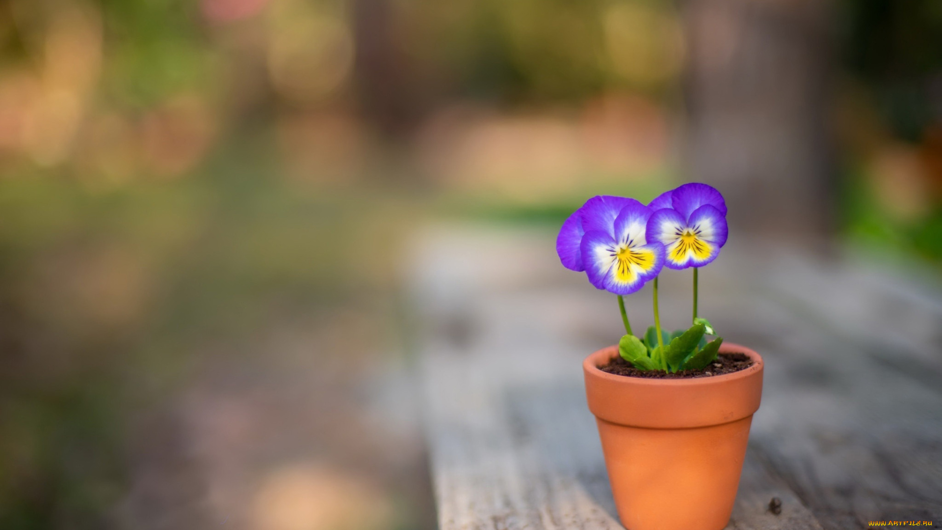 цветы, анютины, глазки, , садовые, фиалки, горшок, анютины, глазки