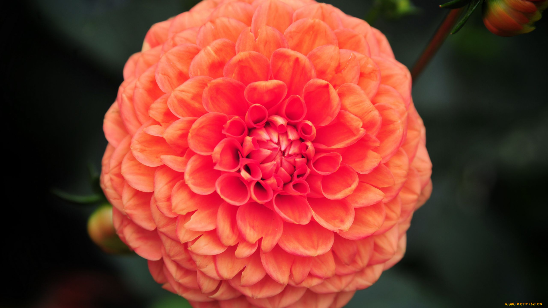 цветы, георгины, оранжевый, георгин, макро