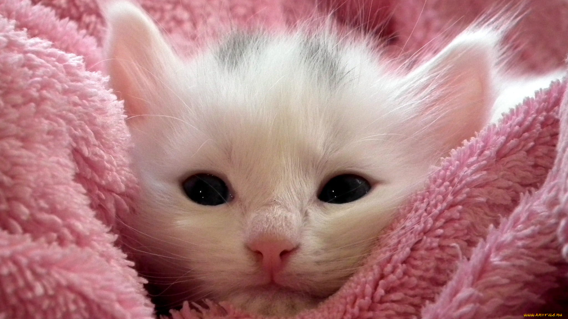 животные, коты, кошка, белый, взгляд, крупный, план, уют, котенок, фон, розовый, малыш, покрывало, лежит, мех, плед, мордашка
