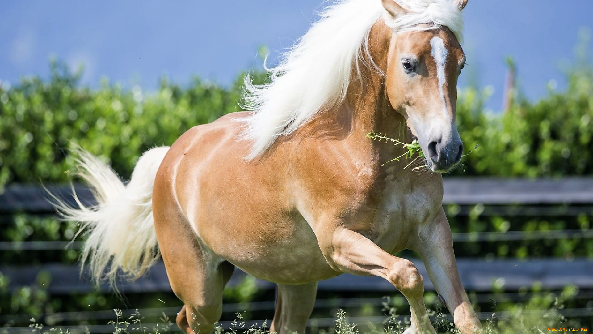животные, лошади, лошадь, соловая, загон