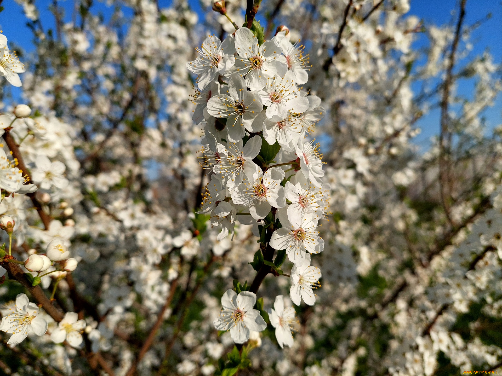 11, 04, 2022, цветы, цветущие, деревья, , , кустарники, весна