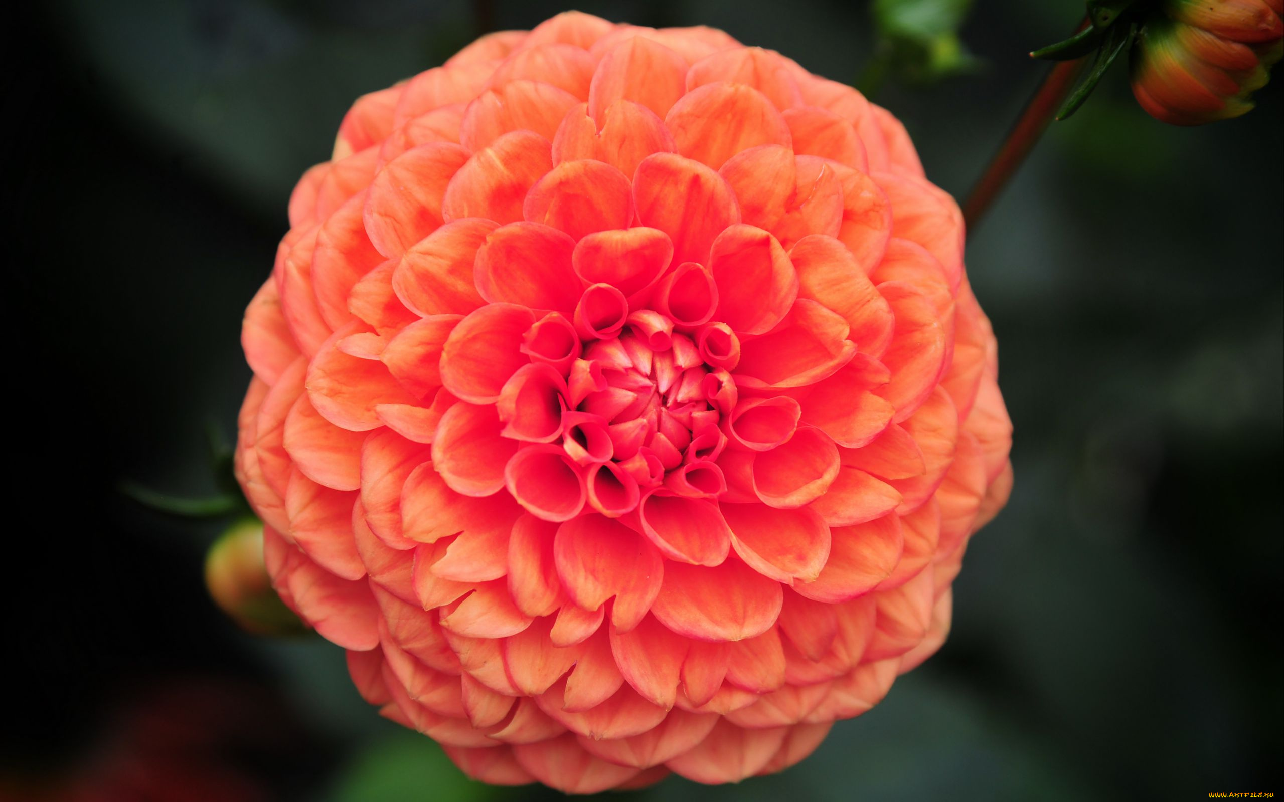 цветы, георгины, оранжевый, георгин, макро