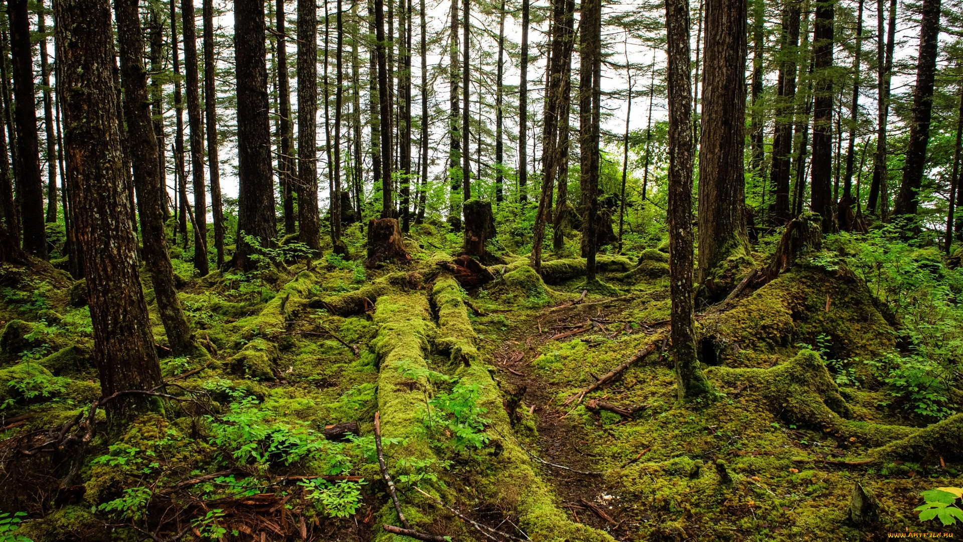 temperate, rainforest, of, hoonah, alaska, природа, лес, temperate, rainforest, of, hoonah