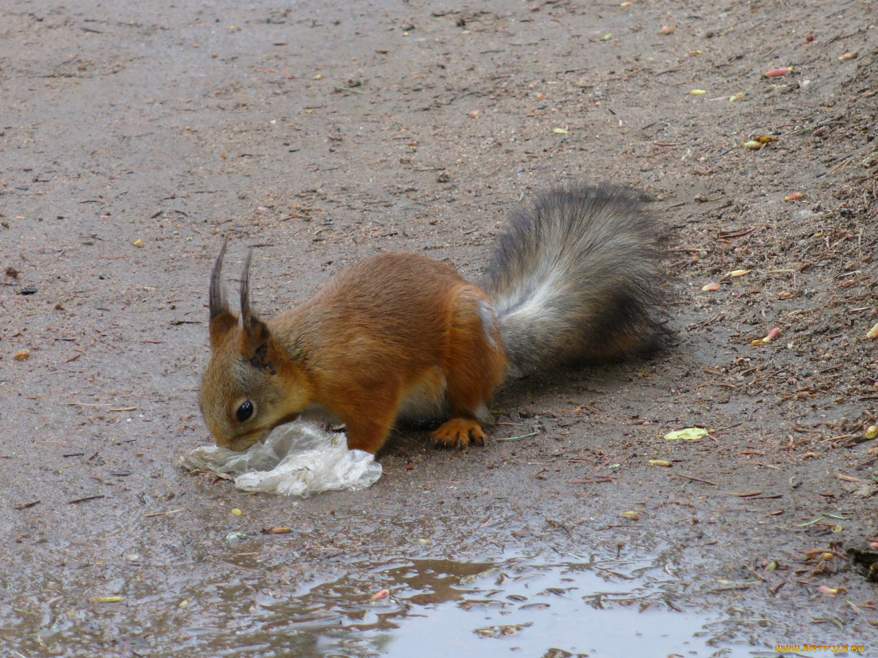 животные, белки