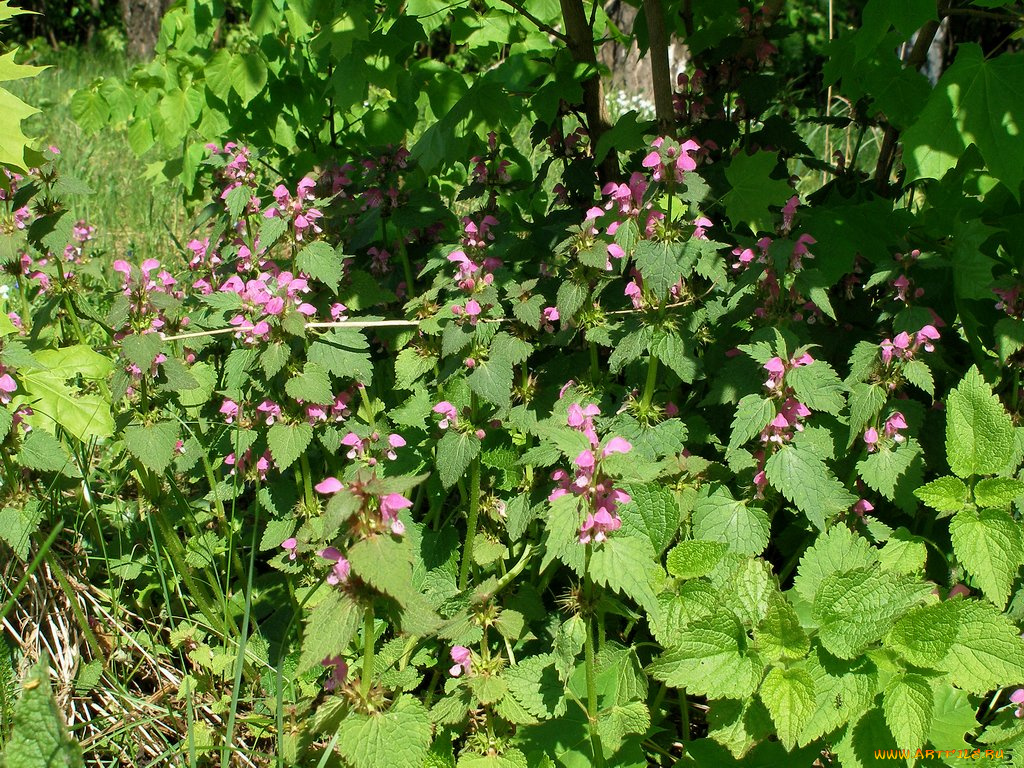 цветы, луговые, полевые