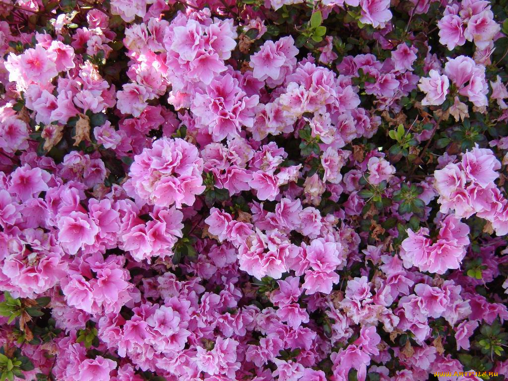 клумба, цветы, рододендроны, азалии