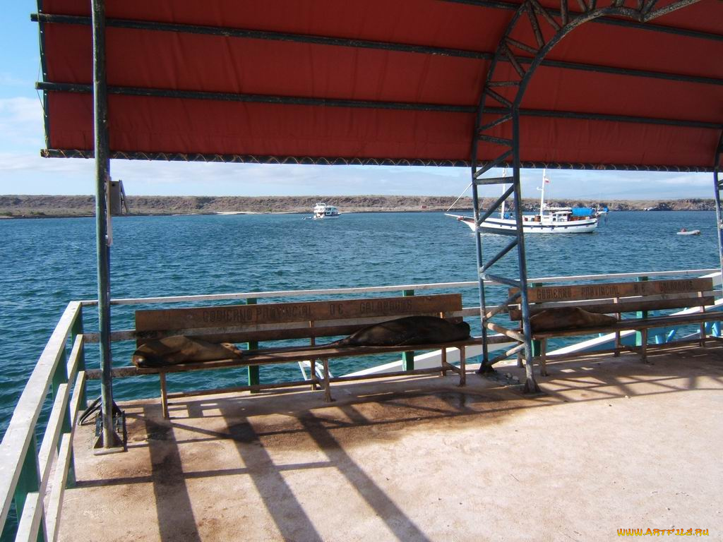 прикольчики, юмор, приколы