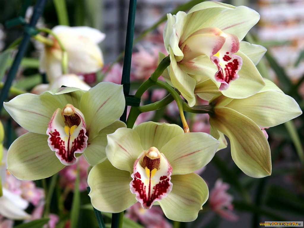 цветы, орхидеи