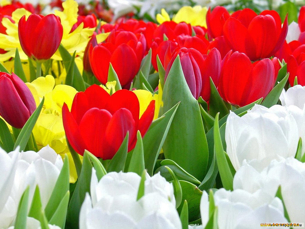 цветы, тюльпаны
