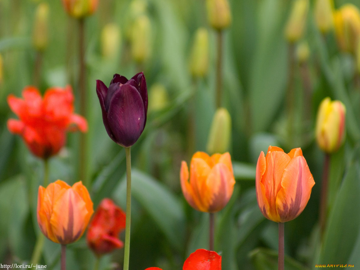 тюльпаны, цветы