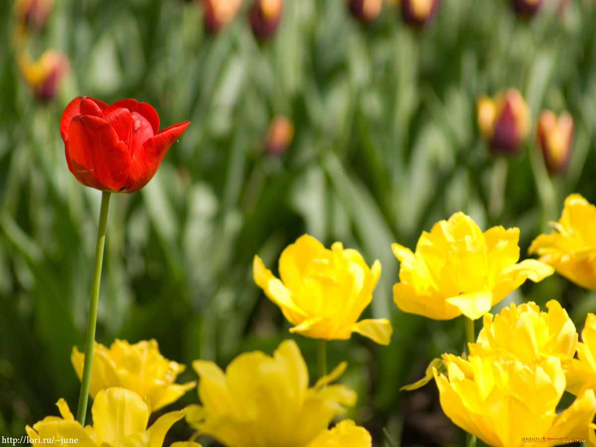 тюльпаны, цветы