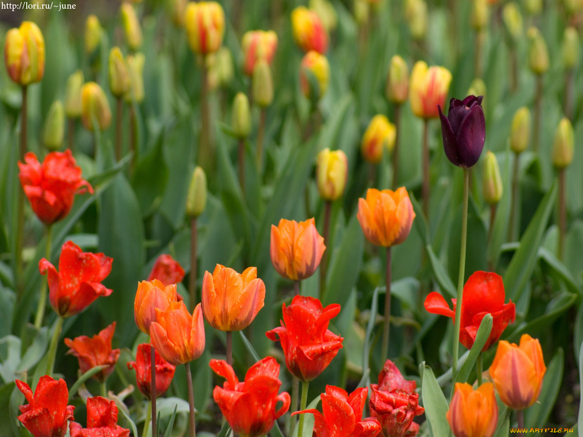 тюльпаны, цветы