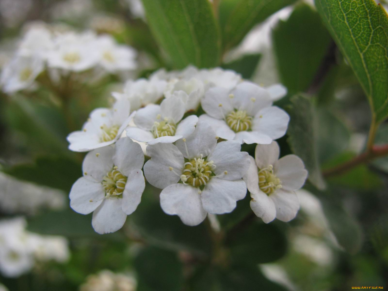 цветы, цветущие, деревья, кустарники