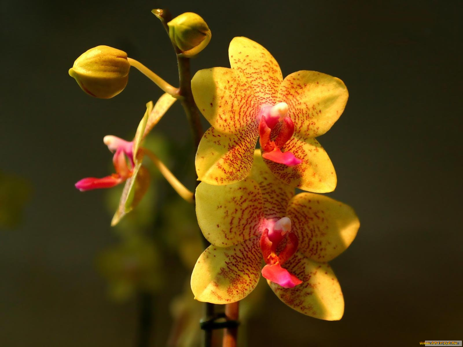 цветы, орхидеи