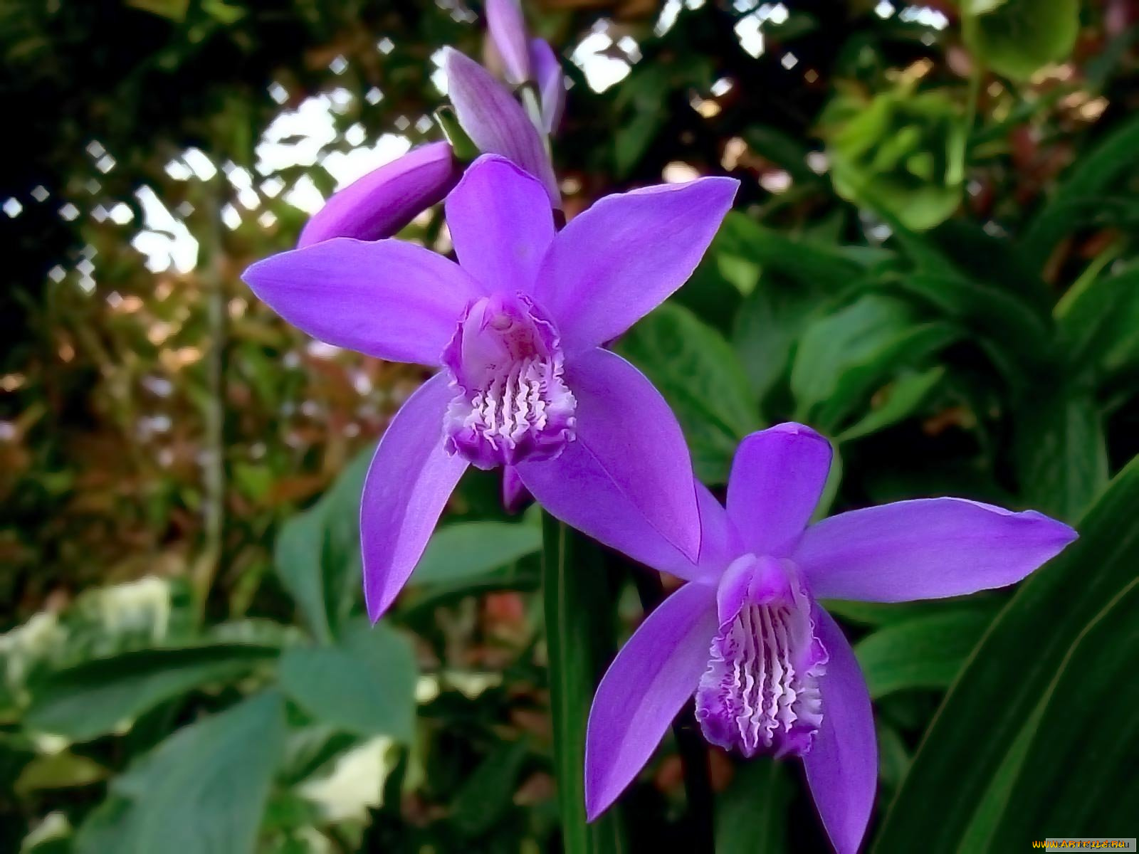 цветы, орхидеи