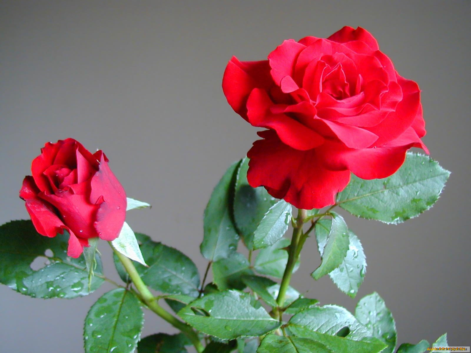 цветы, розы