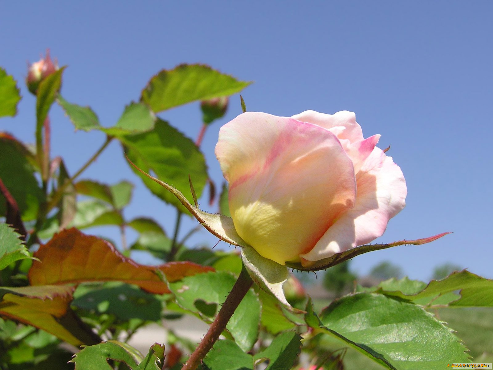 цветы, розы