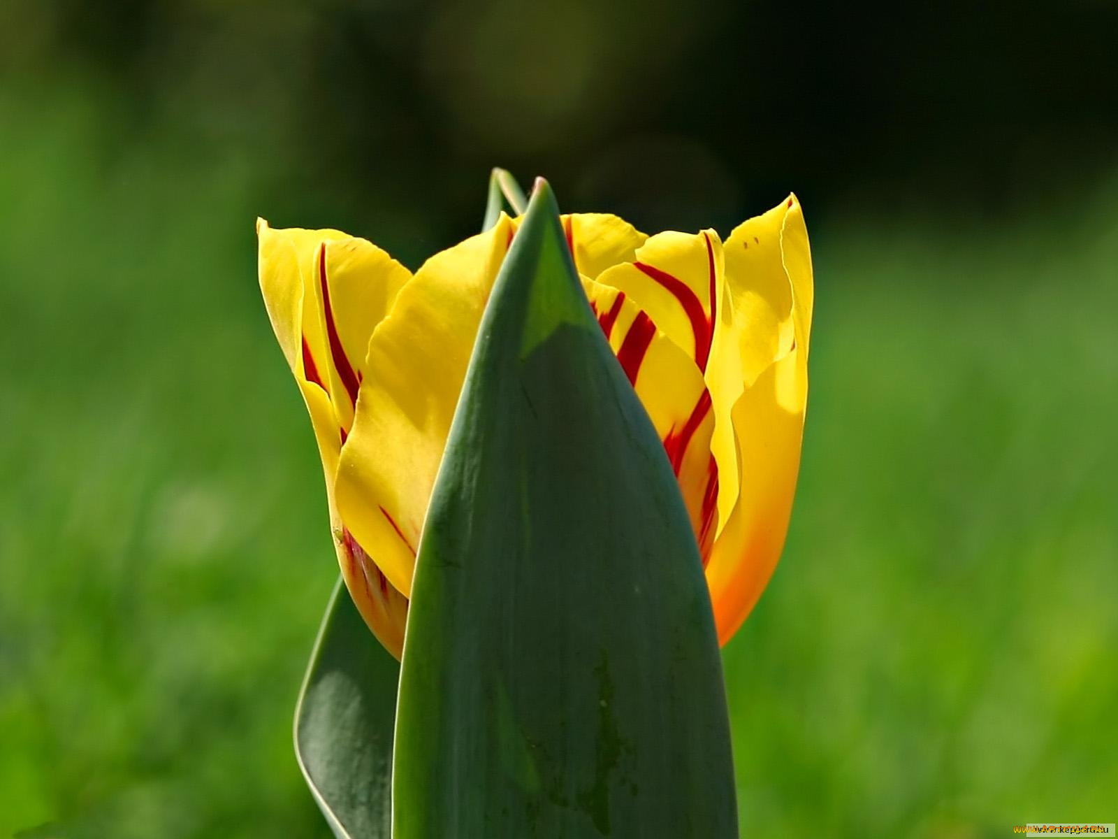 цветы, тюльпаны